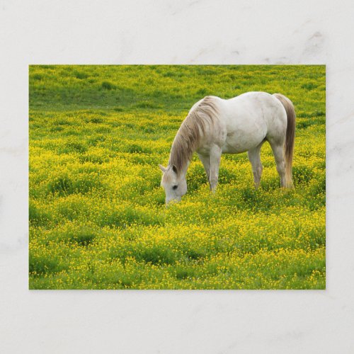 White Horse Grazing In a Yellow Field Postcard
