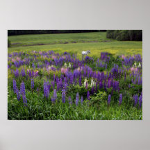 White Horse in a Lupine Field Poster