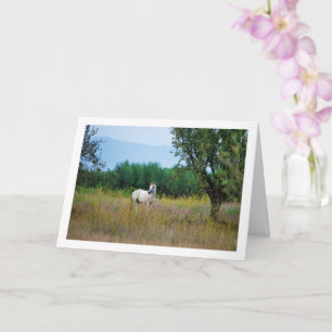 White Horse in Field Card