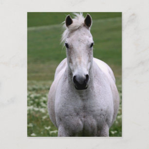 White Horse in Field Postcard