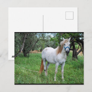 White Horse in Grass Field Postcard