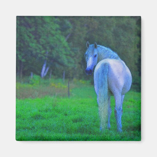 White Horse in Moonlight Magnetic Art Gift Magnet