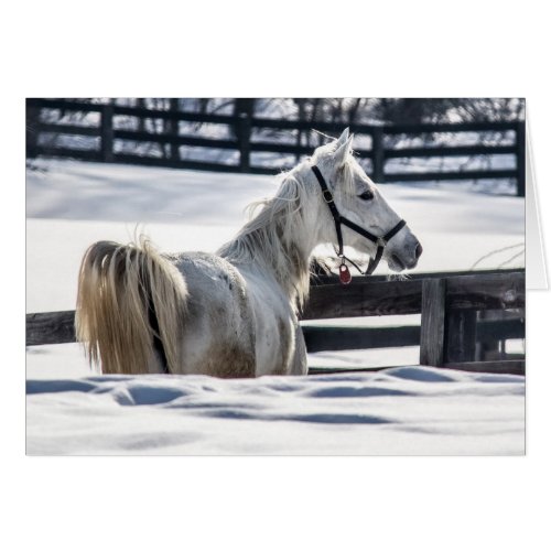 White Horse In Snow