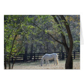 White Horse in trees (Front Horizontal)