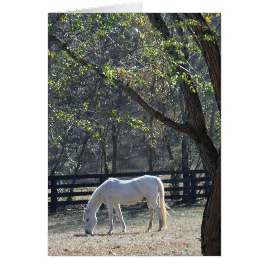 White Horse in trees Cards (Front)