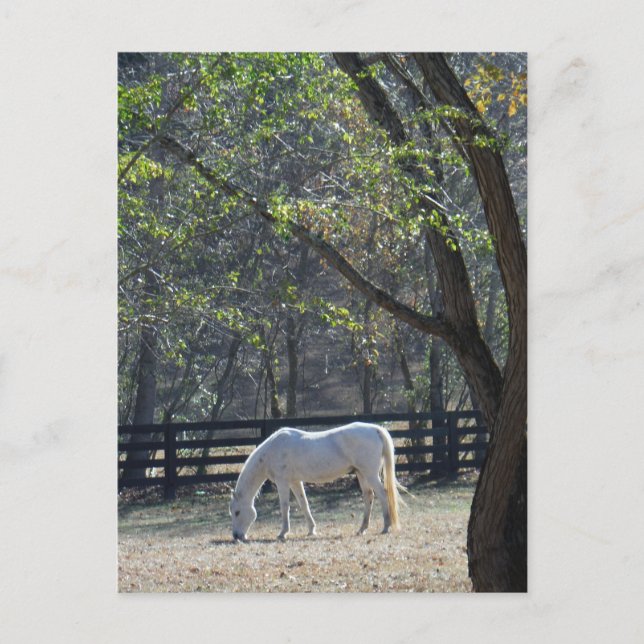 White Horse in trees Postcard (Front)