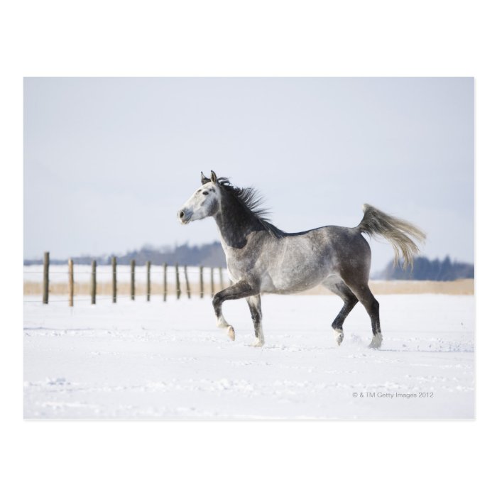 white horse in winter post card