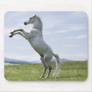 white horse jumping on meadow mouse pad