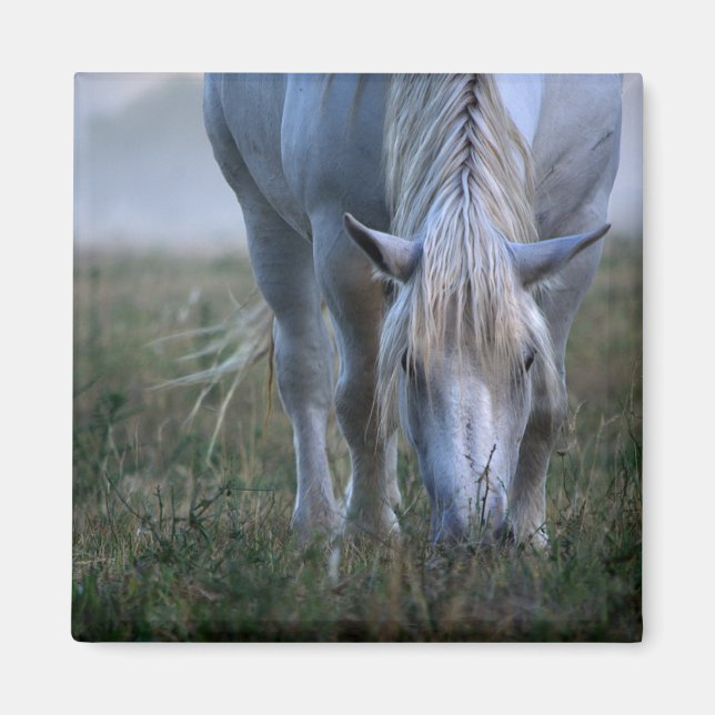 White Horse Magnet (Front)