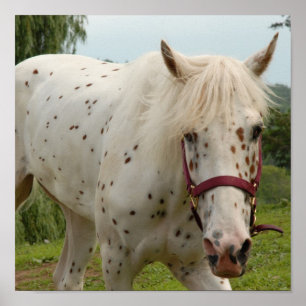 White Horse of Love Poster