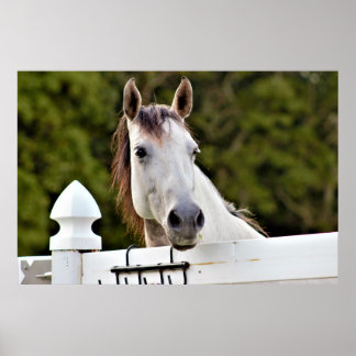 White Horse Photo Poster