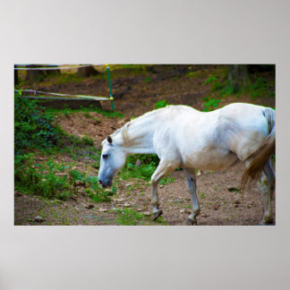 White Horse Photo Poster