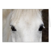 White Horse Portrait (Front Horizontal)