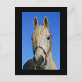 White Horse Postcard