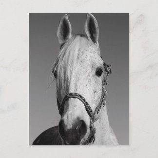 White Horse Postcard