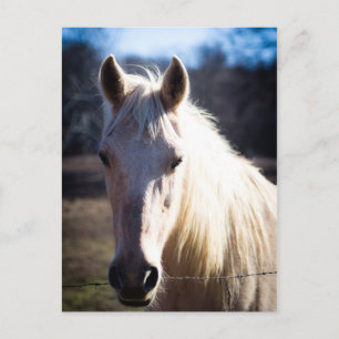 White Horse Postcard