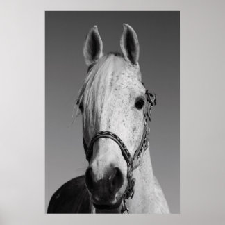 White Horse Poster,Print Poster
