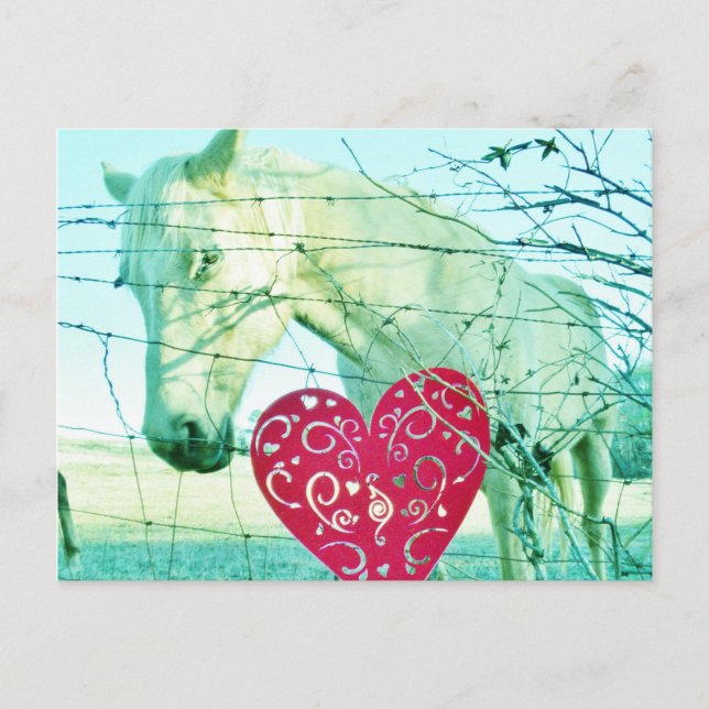 White Horse Red Heart Valentine Holiday Postcard (Front)