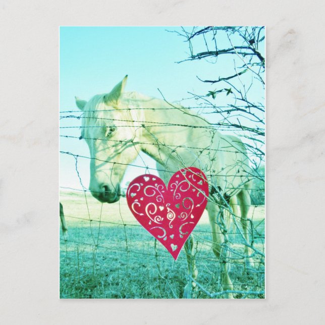 White Horse Red Heart Valentine Holiday Postcard (Front)
