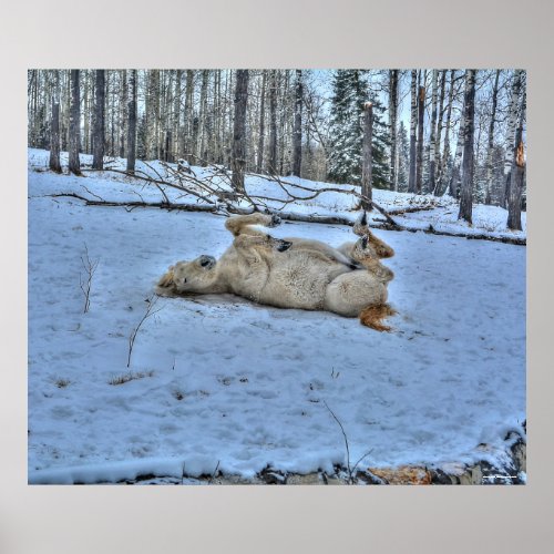 White Horse Rolling in Winter Snow Photo Poster