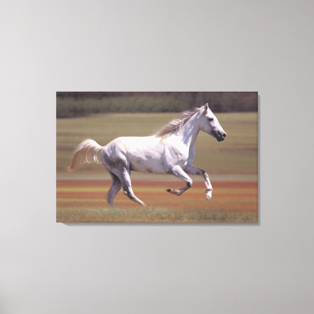 White horse running in field canvas print (Front)