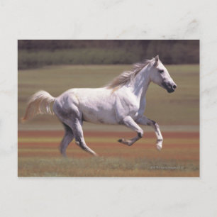 White horse running in field postcard
