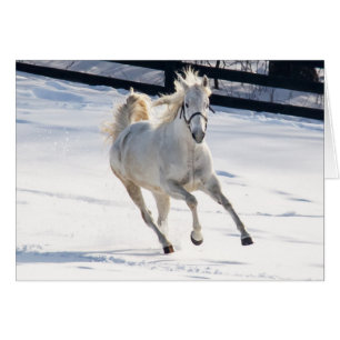 White Horse Running In Snow Cards