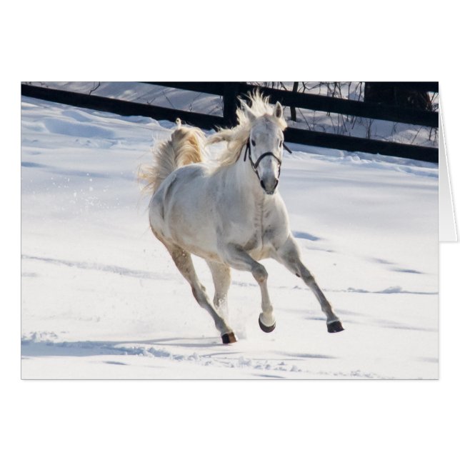 White Horse Running In Snow Cards (Front Horizontal)