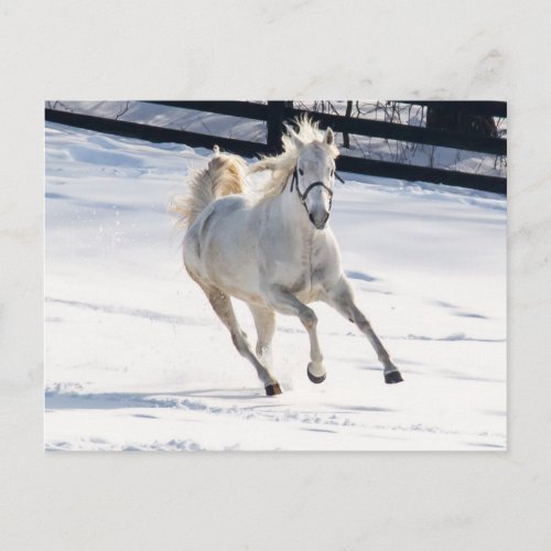 White Horse Running In Snow Postcard