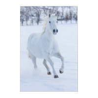 White Horse Running in the Snow