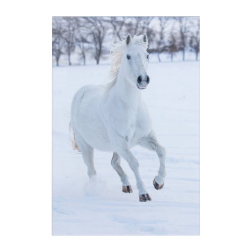 White Horse Running in the Snow Acrylic Print