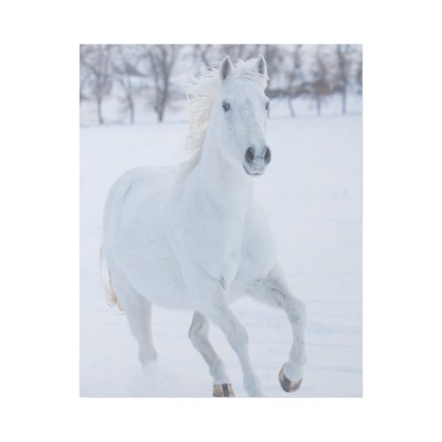 White Horse Running in the Snow Gallery Wrap