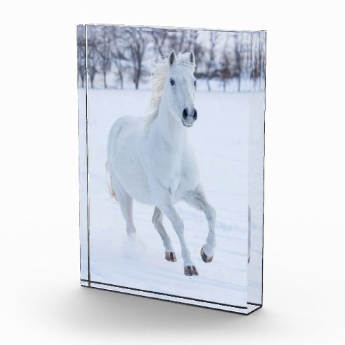 White Horse Running in the Snow Photo Block