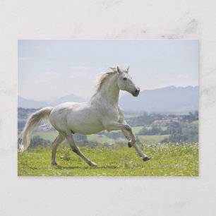 white horse running on meadow postcard