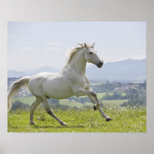 white horse running on meadow poster