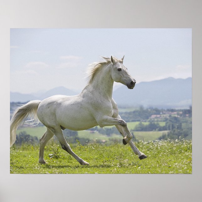 white horse running on meadow poster (Front)
