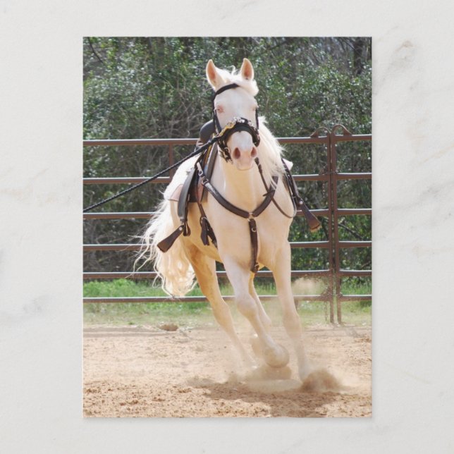 white horse running postcard (Front)