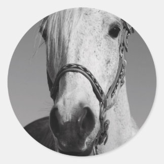 White Horse Sticker