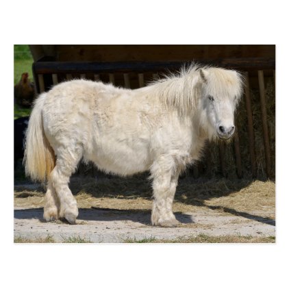 White horse with long hair postcard
