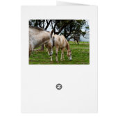 White Horses Grazing,_ (Back)