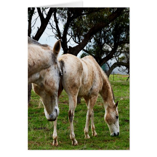 White Horses Grazing,_ (Front)