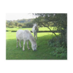 White Horses Grazing Postcard