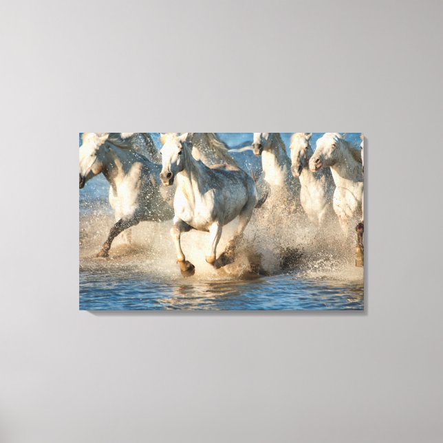 White horses of Camargue, France Canvas Print (Front)