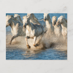 White horses of Camargue, France Postcard