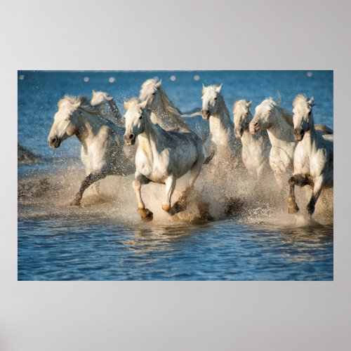 White horses of Camargue France Poster