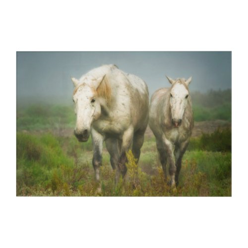 White Horses of Camargue in Field Acrylic Print