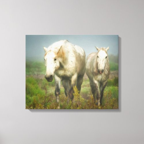 White Horses of Camargue in Field Canvas Print