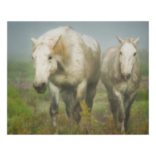 White Horses of Camargue in Field Faux Canvas Print