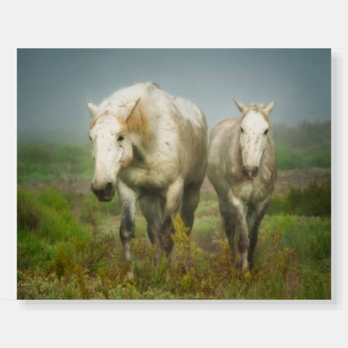 White Horses of Camargue in Field Foam Board