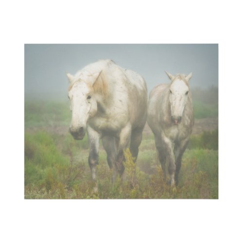 White Horses of Camargue in Field Gallery Wrap